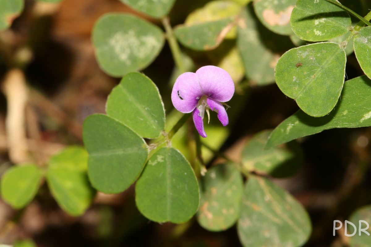 Grona triflora (L.) H.Ohashi & K.Ohashi